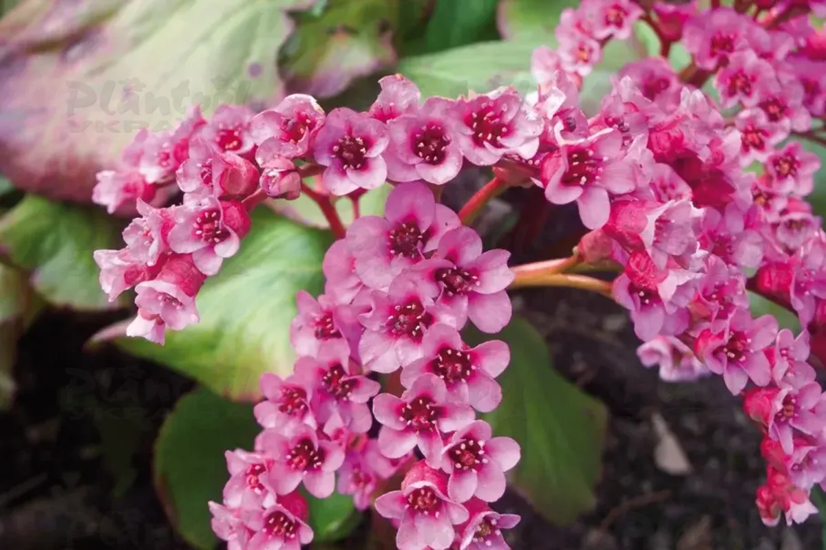 Бергенія cordifolia Rotblum (Florensis)