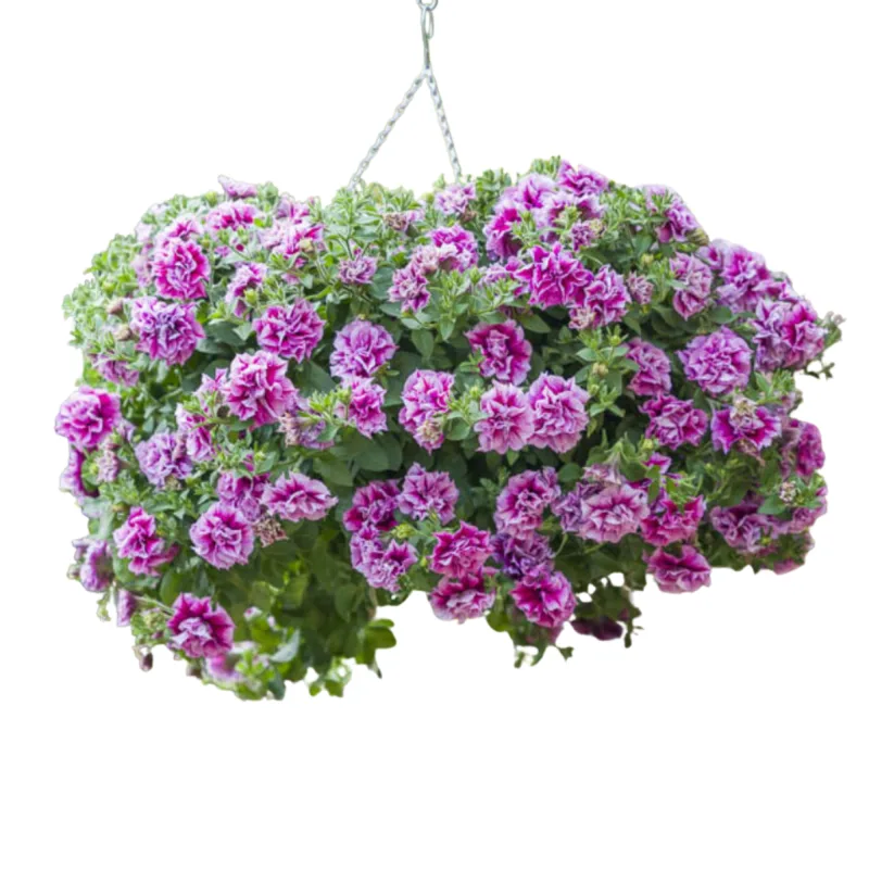 Петунія Tumbelina Helena