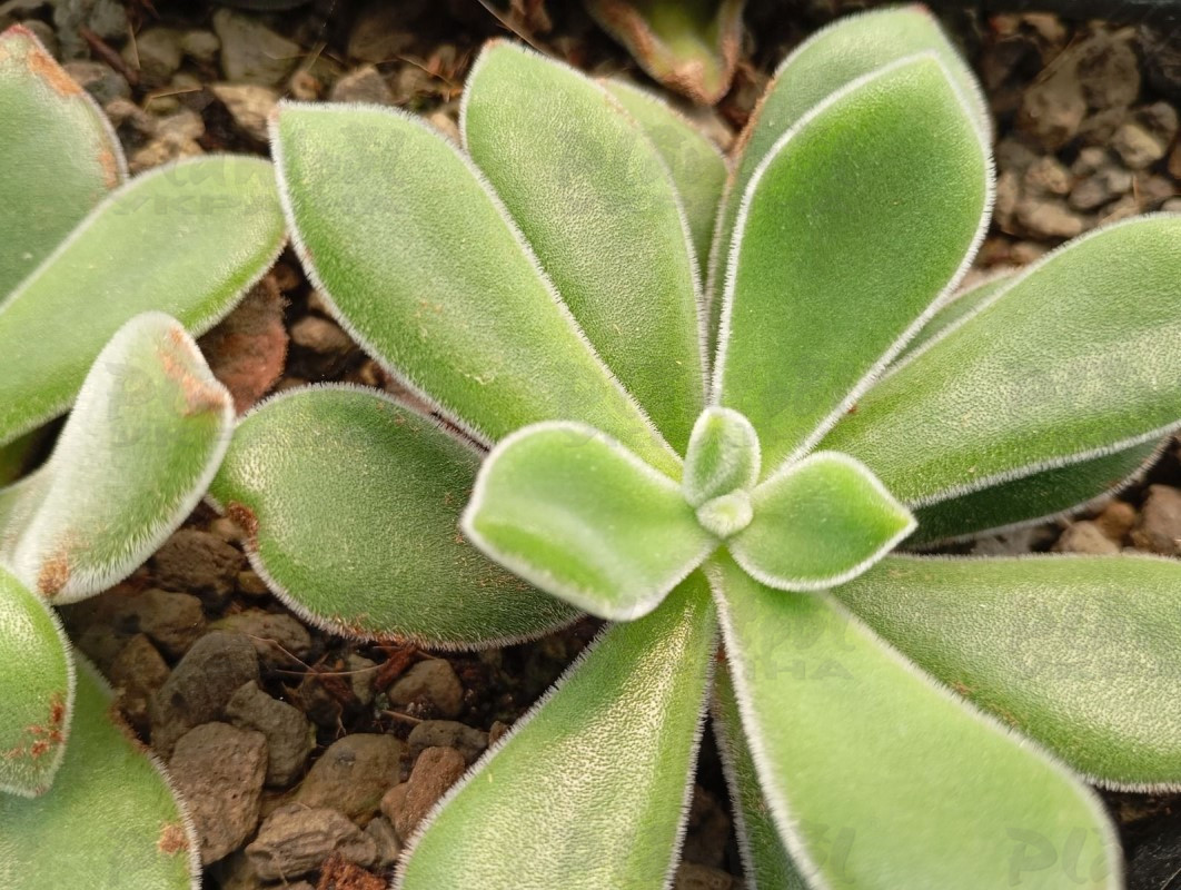 Ехеверія Pulvinata