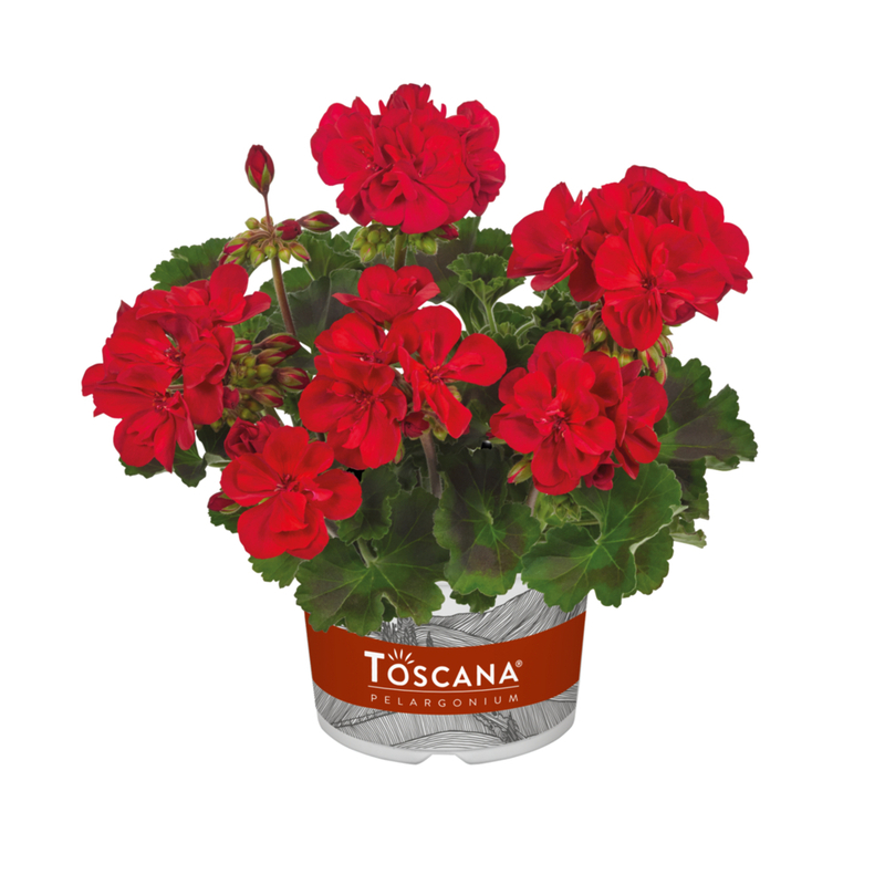 Пеларгонія зональна Dolce Vita Gisella Dark Red