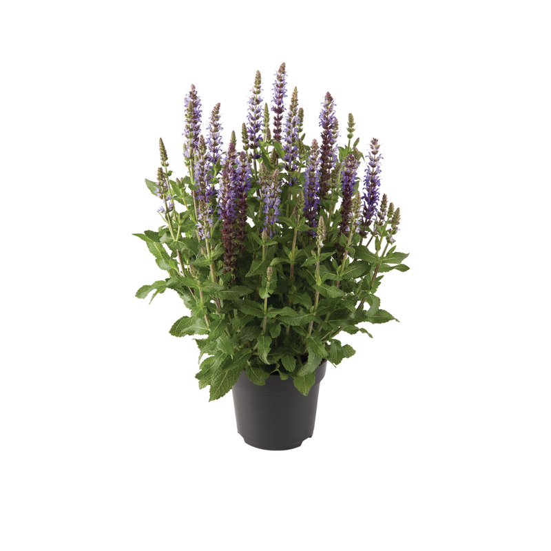 Шавлія nemorosa Sensation® Medium Deep Blue (Florensis)