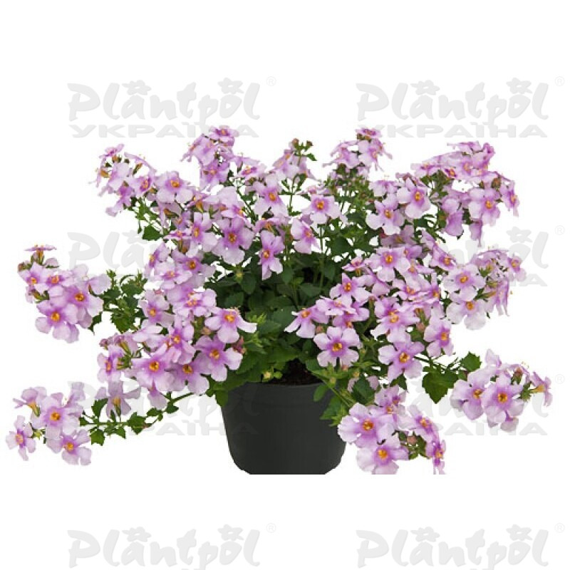 Бакопа Everest Cherry Blossom