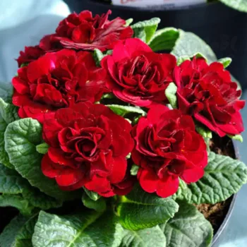 Фото 3