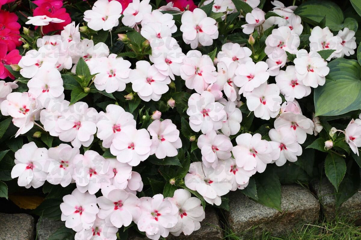 Імпатієнс Sunpatiens Vigorous Sweetheart