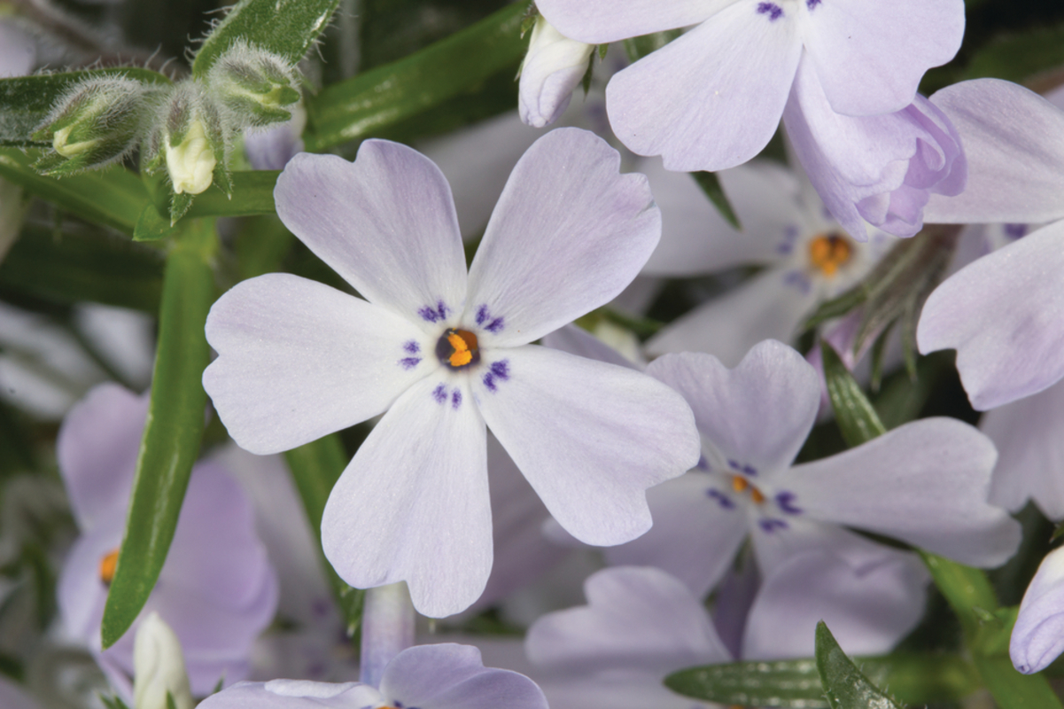 Флокс subulata Purple Beauty (180 палета/Florensis)