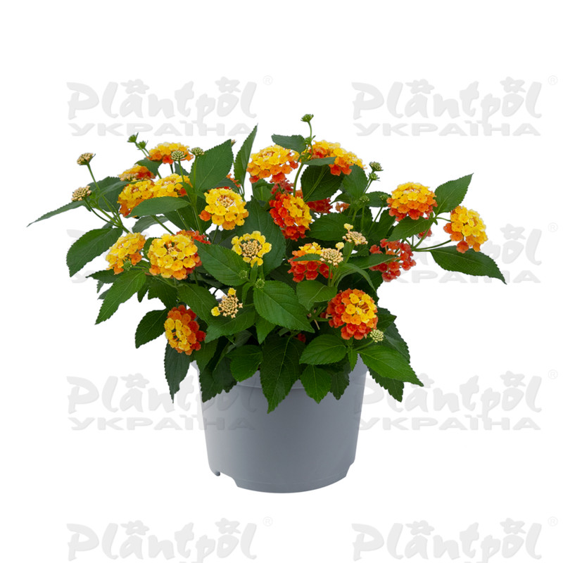 Лантана Bloomify Mango (128 палета/Florensis)