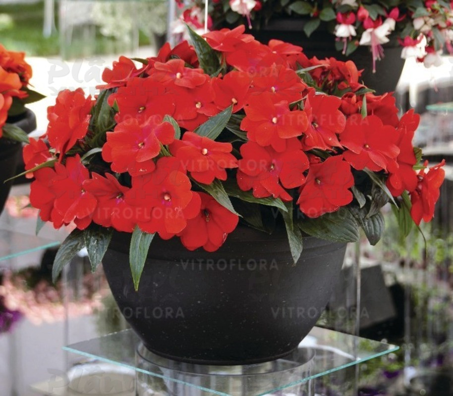 Імпатієнс New Guinea Magnum Dark Red