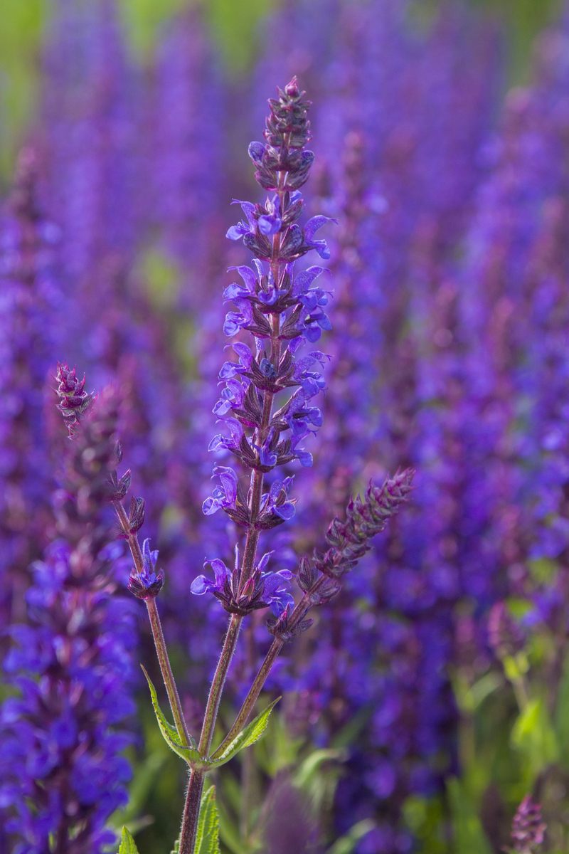 Шавлія nemorosa Night Field (Vitroflora)
