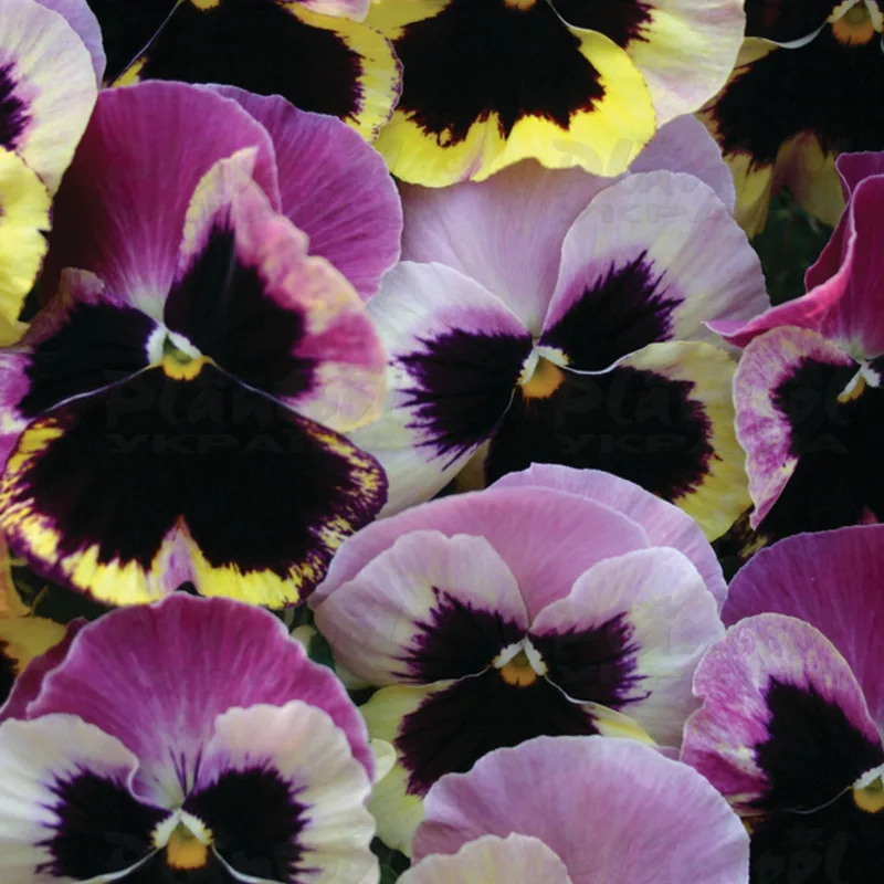 Фото 3
