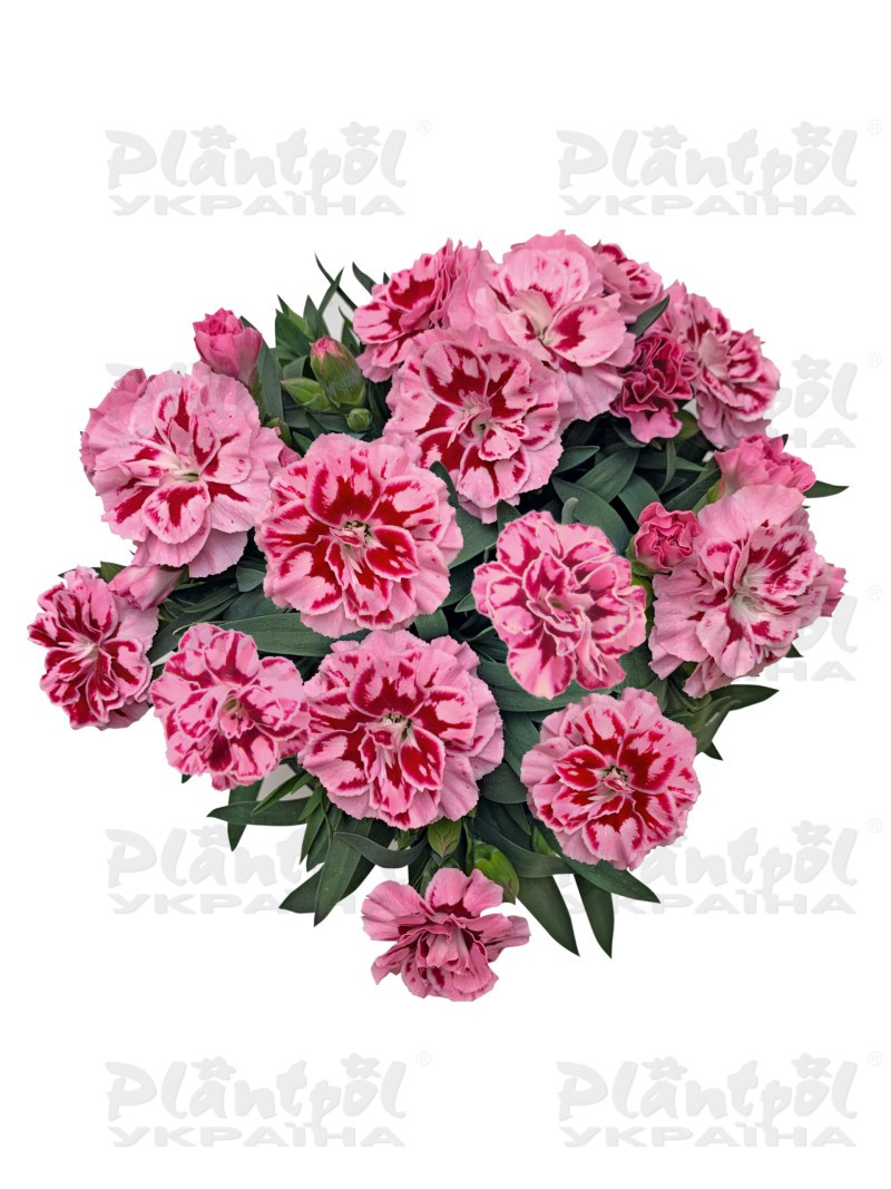 Гвоздика Oscar Pink Heart