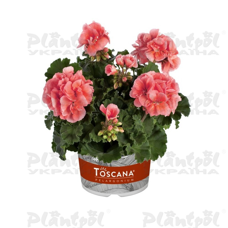 Пеларгонія зональна Dolce Vita Emma Salmon