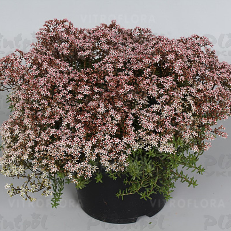 Седум ґрунтопокривний  Coral Carpet (Vitroflora)
