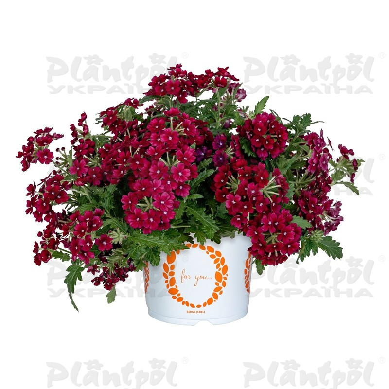 Вербена Empress Flair Burgundy