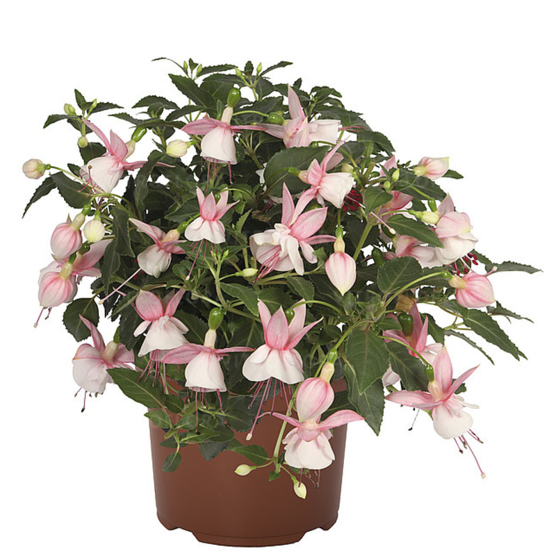 Фуксія Ballerina Coupe