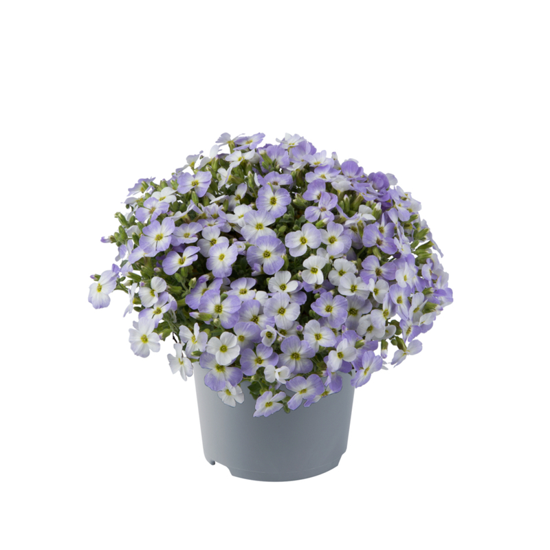 Обрієта Florado blue Blush Bicolour