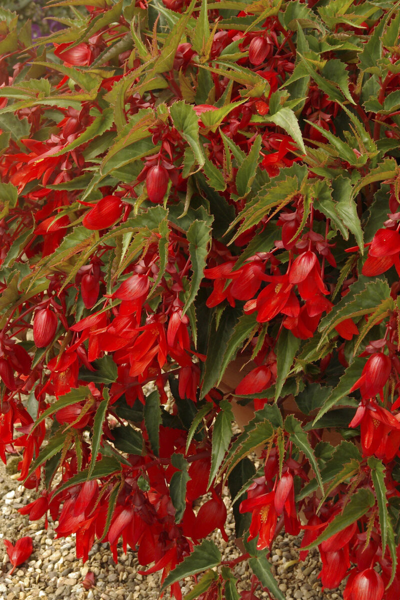 Бегонія Summerwings Deep Red