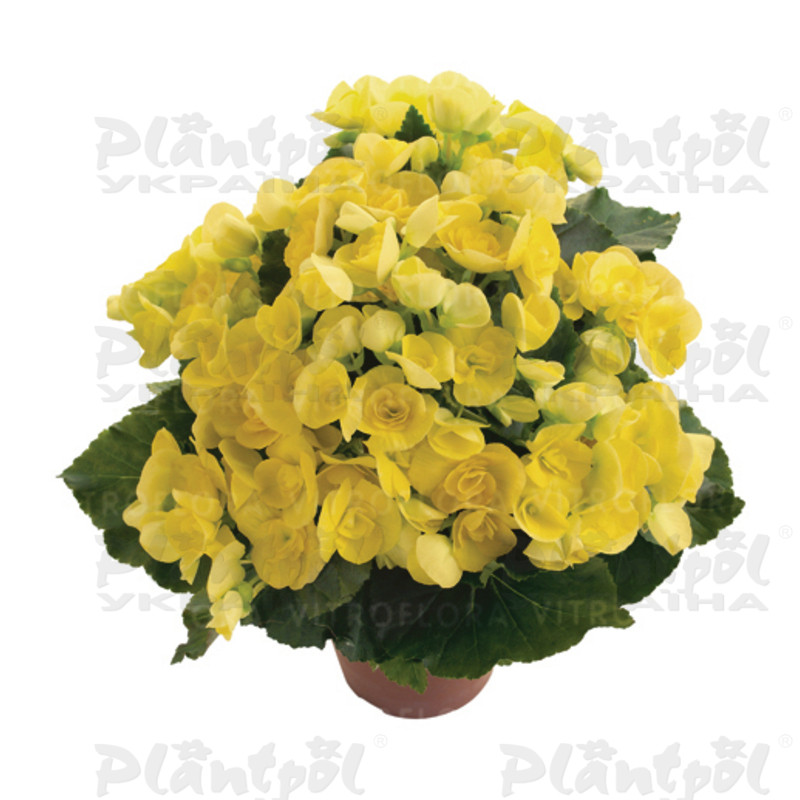 Бегонія Elatior Blitz