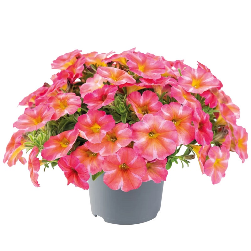 Петхоа Beautical Coral Star