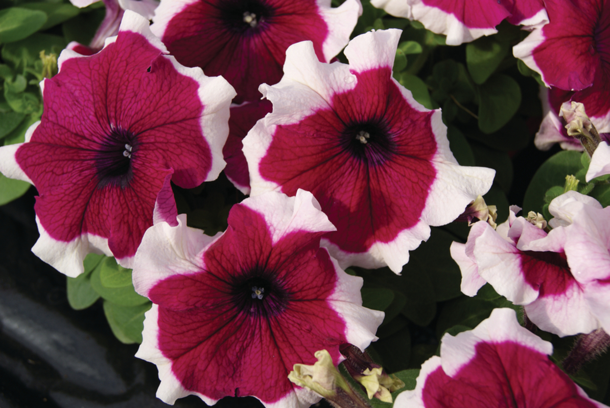 Петунія grandiflora Pacta Parade Burgundy Picotee (288 палета/Florensis)