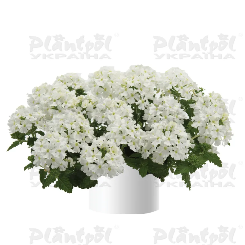 Вербена Vanessa Compact White