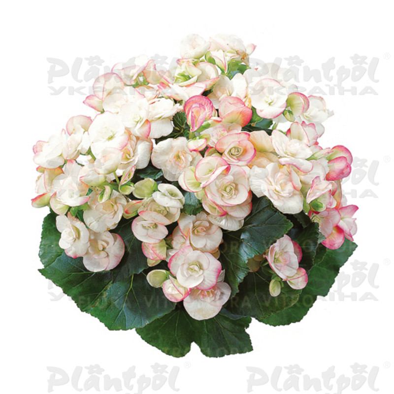 Бегонія Elatior Camila