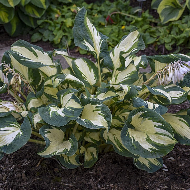 Хоста середньоросла Hans (Vitroflora)