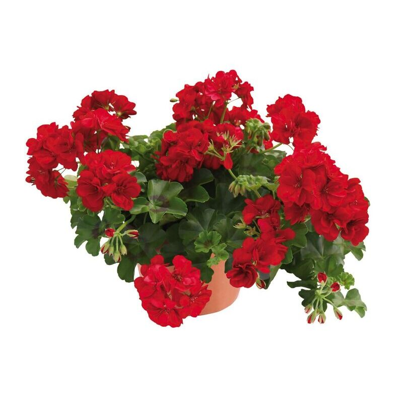 Пеларгонія ампельна Allegria Velvet Red
