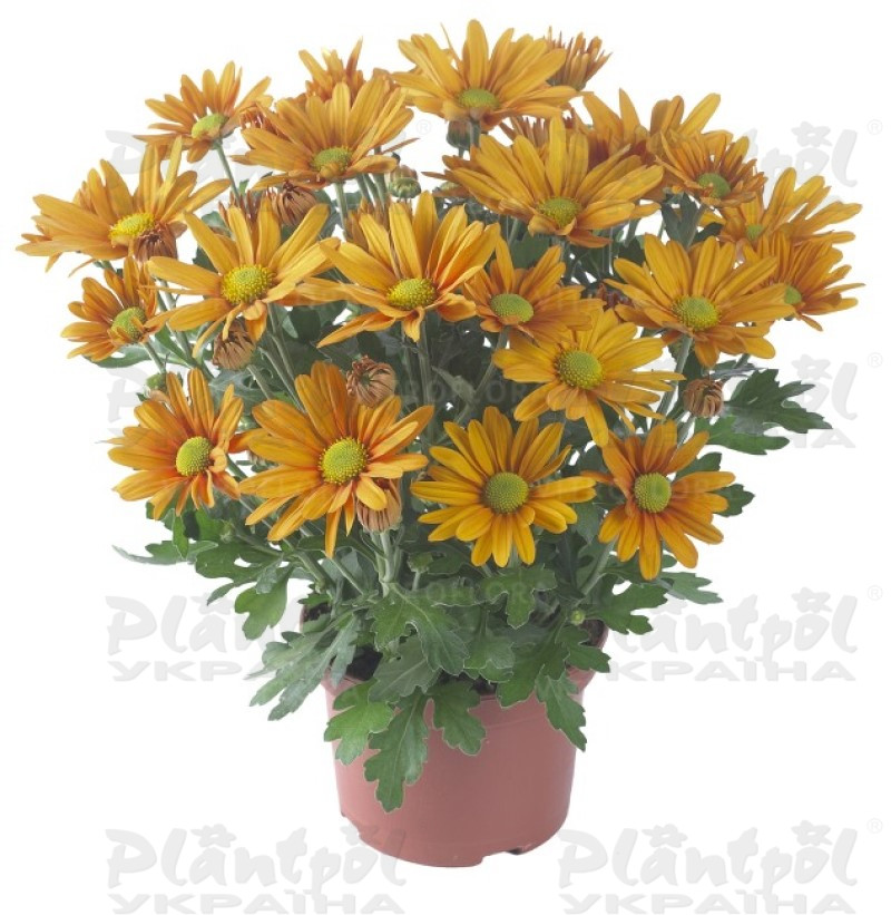 Хризантема середньоквіткова горшкова Breeze Orange (Vitroflora)