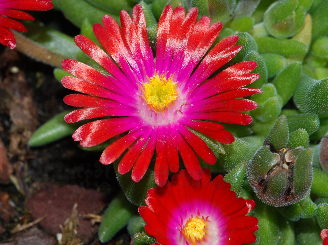 Делосперма Jewel of Desert Garnet (Vitroflora)