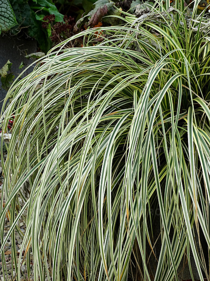 Карекс hybrida Feather Falls (Vitroflora)