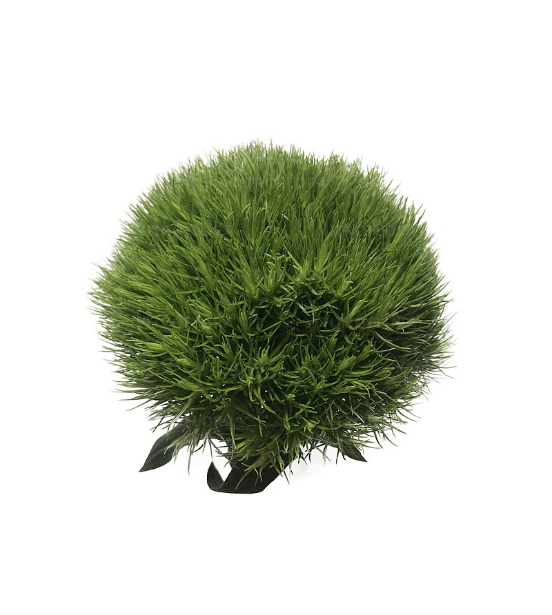 Гвоздика зрізна Barberatus Fresh (Vitroflora)
