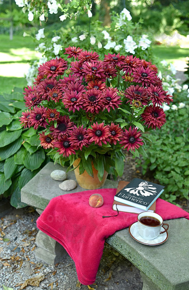 Рудбекія Flamenco True Red