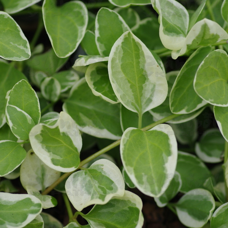 Барвінок (vinca) Variegata