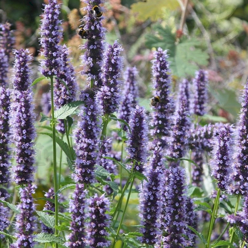 Агастахіс Black Adder (Vitroflora)