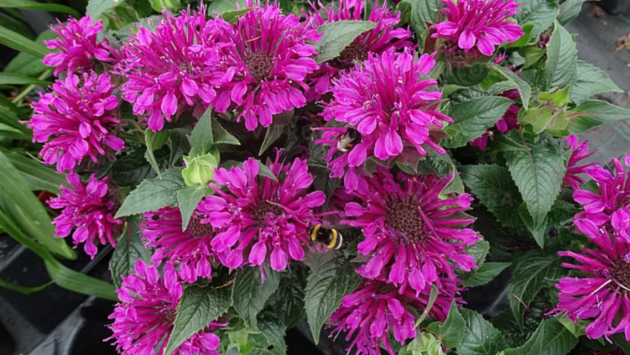 Монарда Purple Lace (Vitroflora)