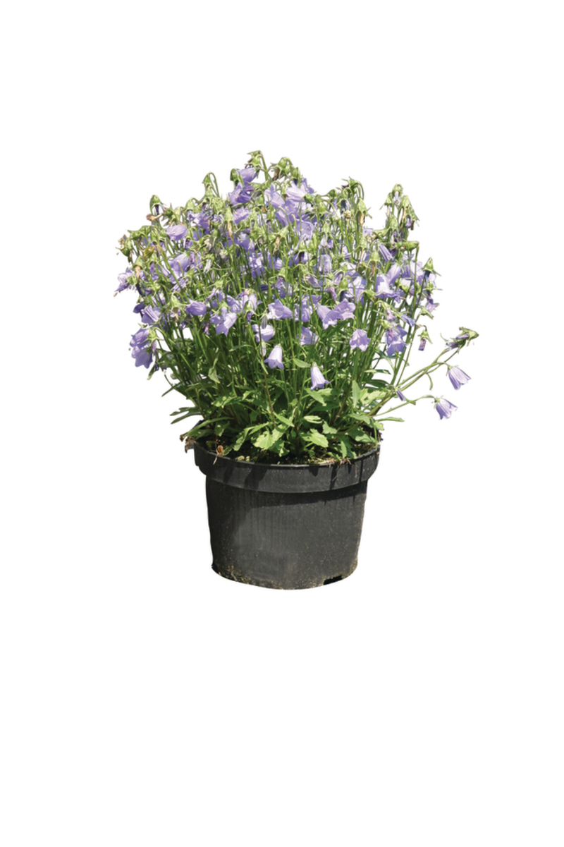 Кампанула cochleariifolia Jingle Blue (288 палета/Florensis)