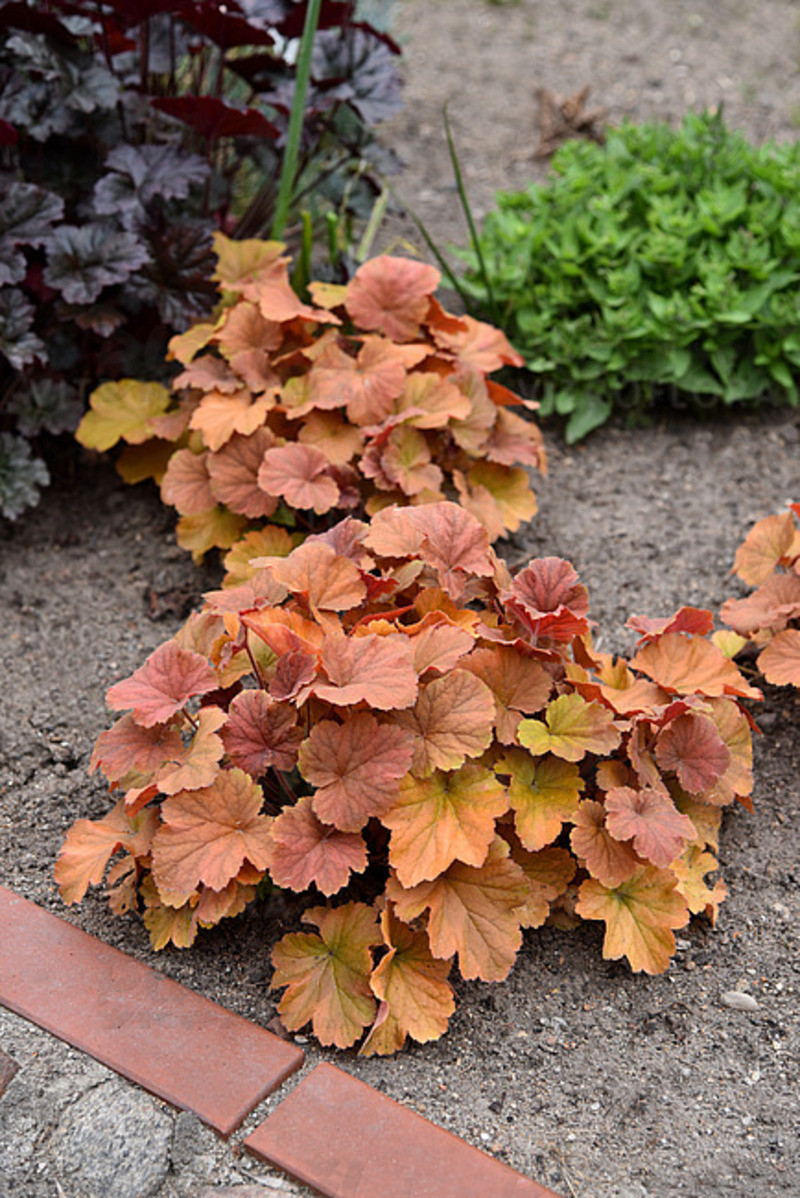 Гейхера Northern Exposure™ Amber (Vitroflora)