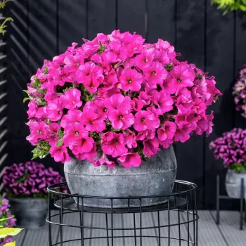 Фото 2