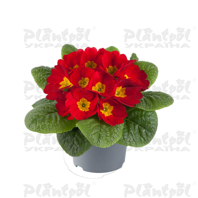 Примула vulgaris Cairo F1 Red
