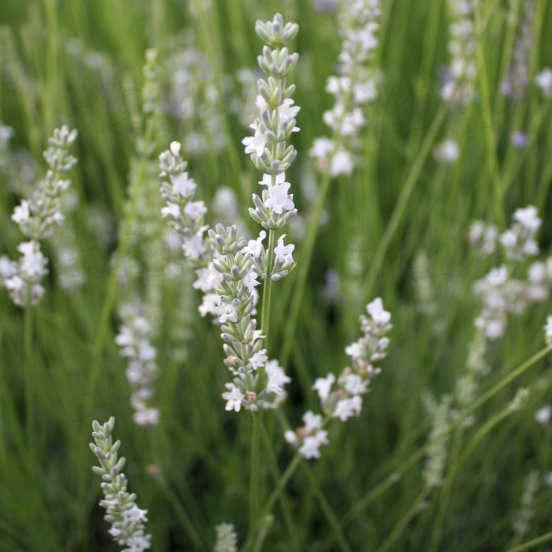 Лаванда Edelweiss (Vitroflora)