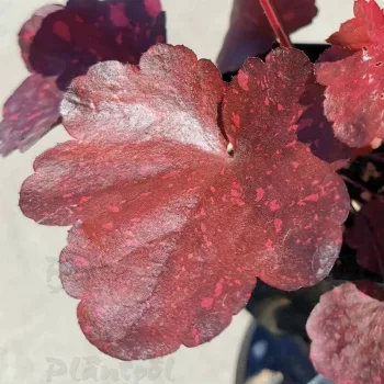 Фото 2