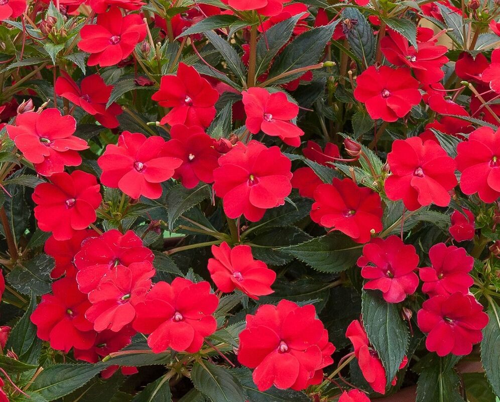 Імпатієнс Sunpatiens Vigorous Red