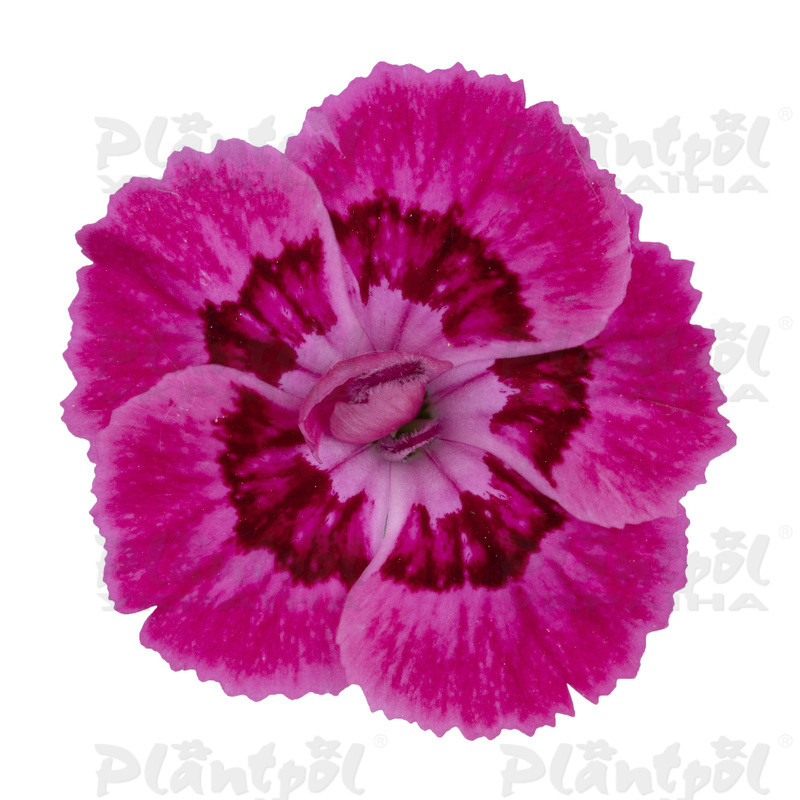 Гвоздика Dinamic Dancing Jive