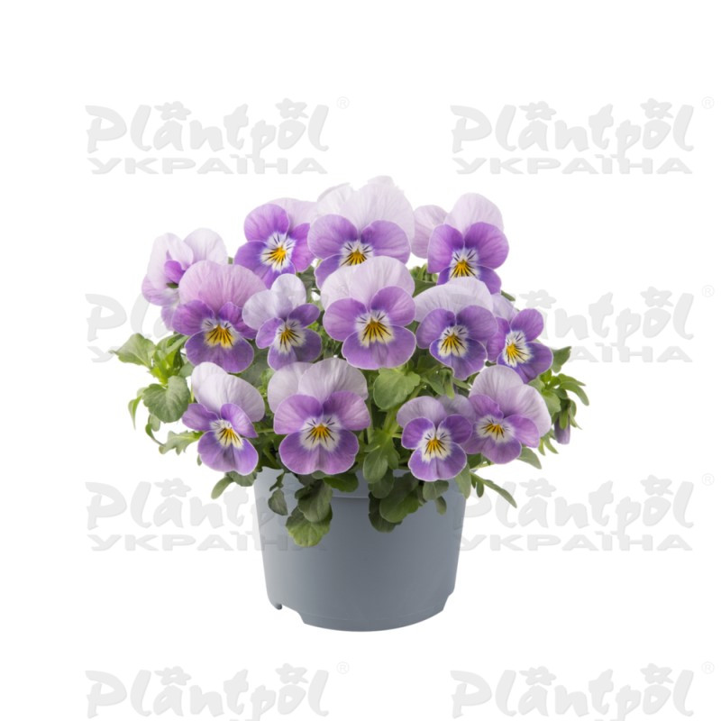 Віола cornuta EVO Mini F1 Lavender Pink Face (510 палета/Florensis)