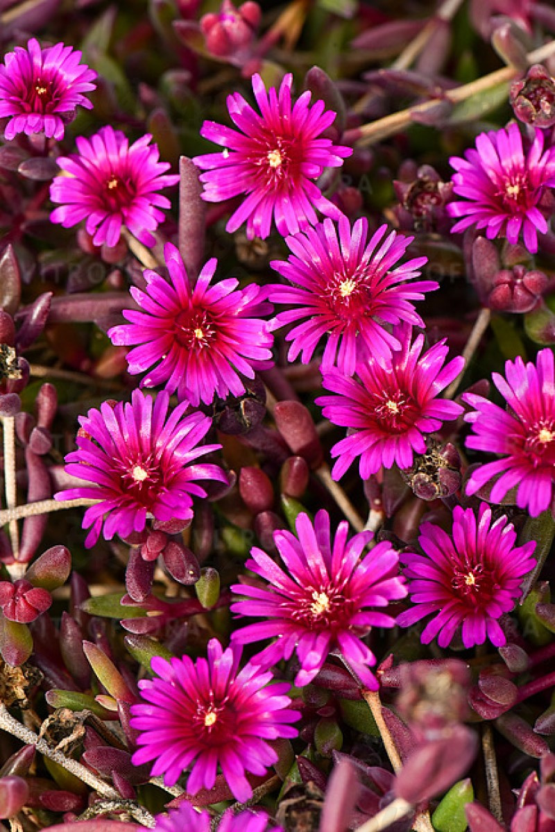 Делосперма Desert Dancer Purple (Vitroflora)
