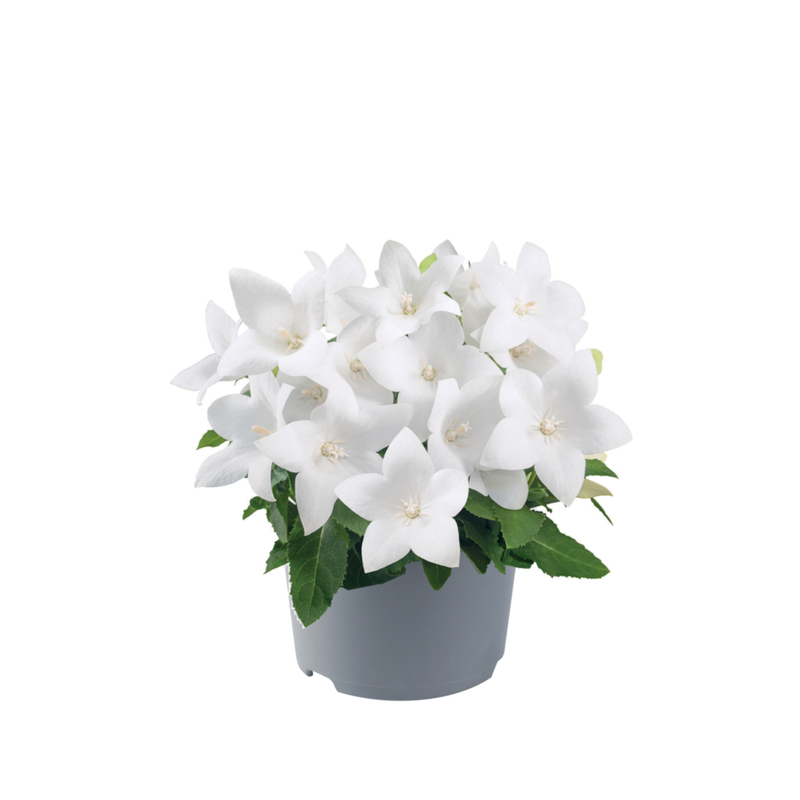 Платикодон grandiflorus Pop Star White (180 палета/Florensis)