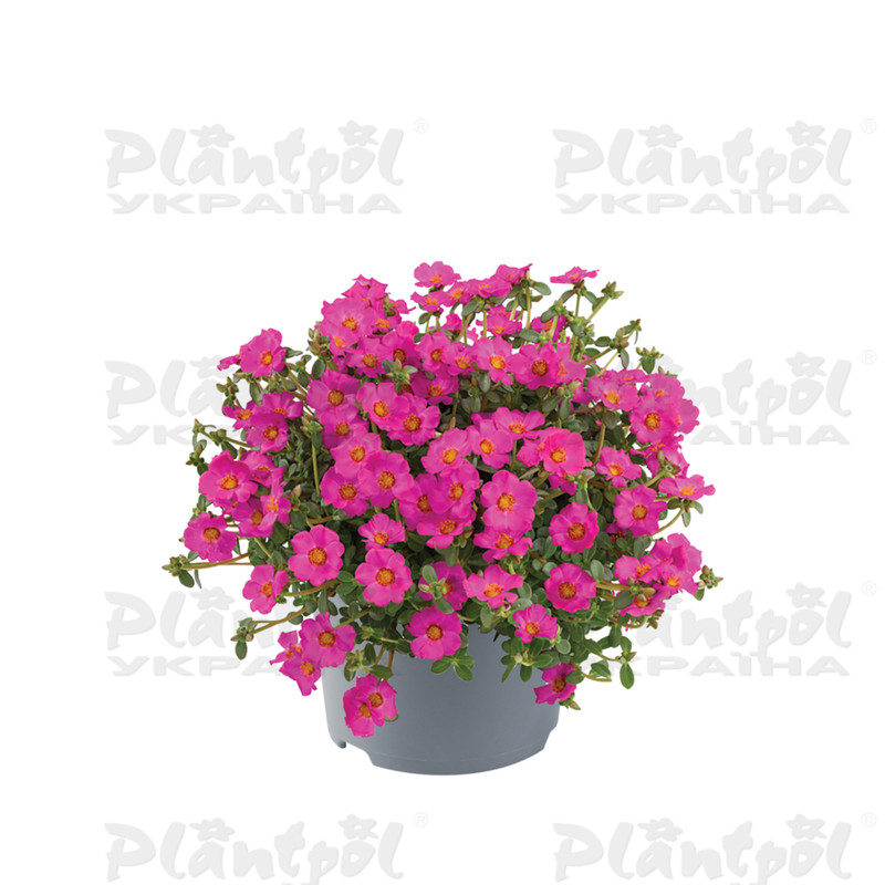 Портулак Pazzaz Nano Purple (180 палета/Florensis)