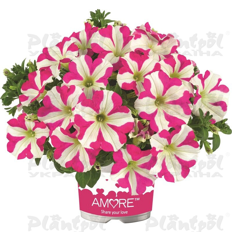 Петунія Amore Pink Heart