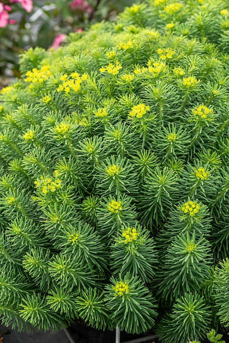 Еуфорбія deflexa (Vitroflora)
