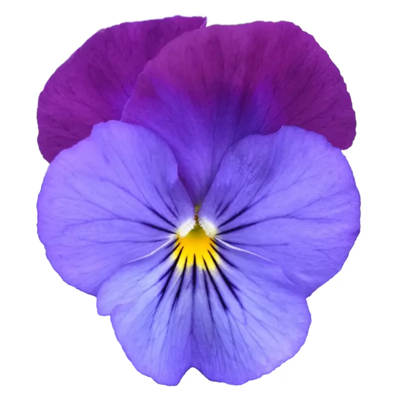 Віола wittrockiana Cool Wave® F1 Violet Blue (180 палета/Florensis)